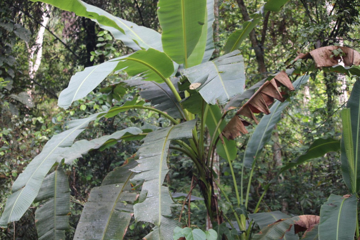 Musa balbisiana Colla